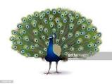 Vibrant peacock with lush green and blue feathers, 