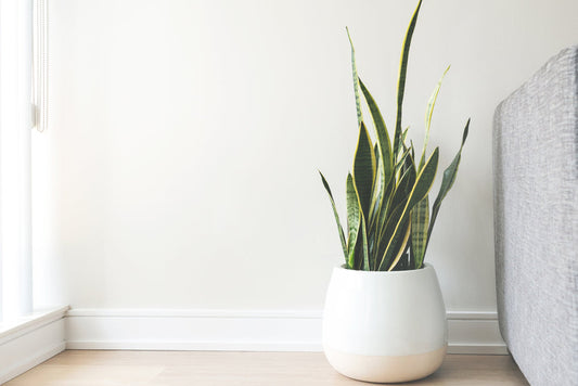 White Ceramic Flower Pot for Indoor Plants